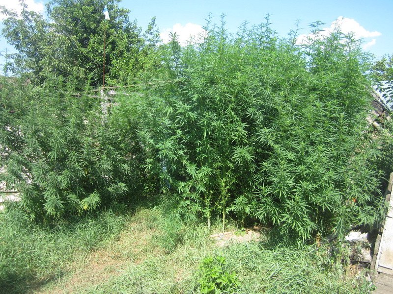 Новини Васильків