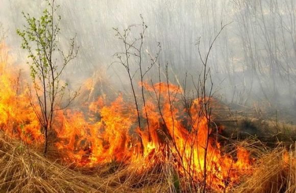 Новини Васильків