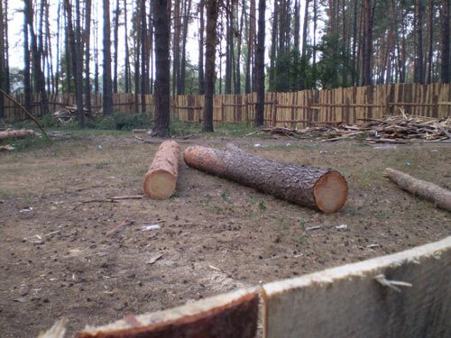 В Васильківській ОТГ  незаконно  віддали під забудову 3 гектара  в лісової зоні