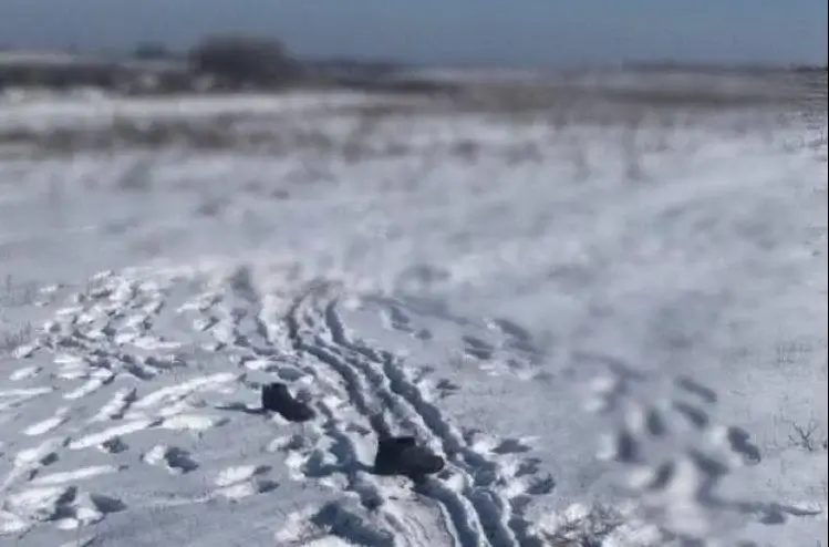 В Василькові задушили чоловіка руками і викинули у поле