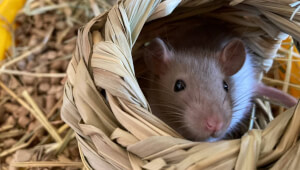 Зоотовары для грызунов: Обзор ассортимента интернет-магазина Zoo-expert