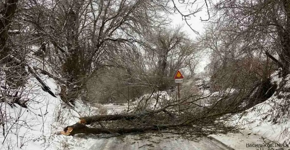 УВАГА! В Василькові через негоду зафіксовано обриви електромереж падаючими деревами